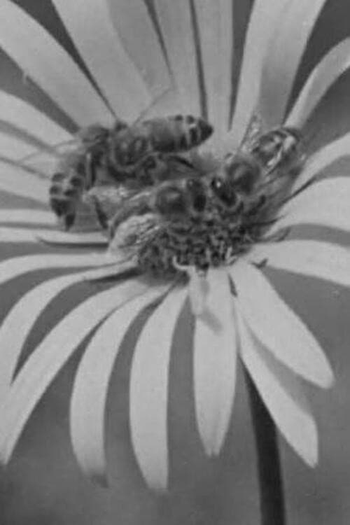 Poster backdrop for Honey Country