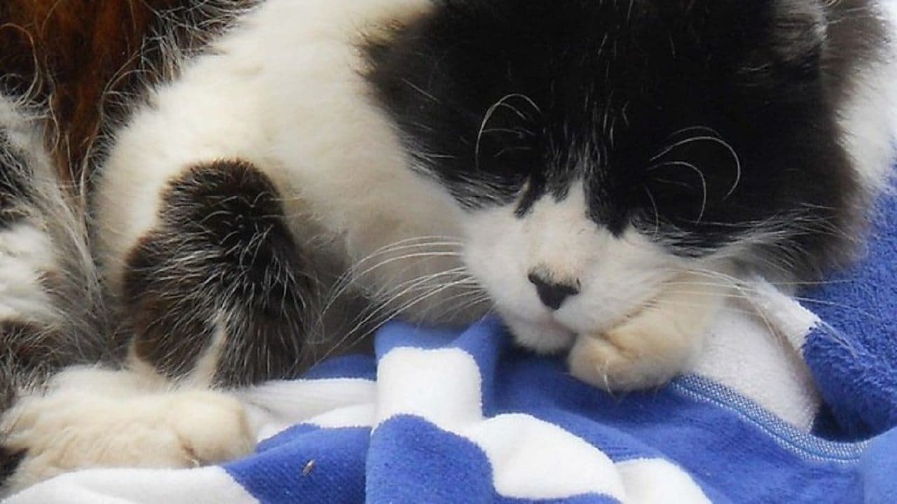 Poster backdrop for A Cat's Tale