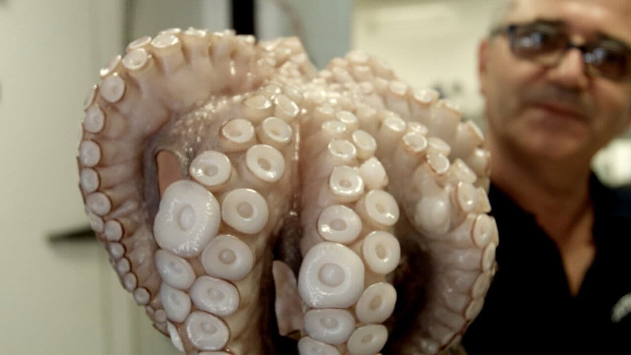 Poster backdrop for Food on the Go