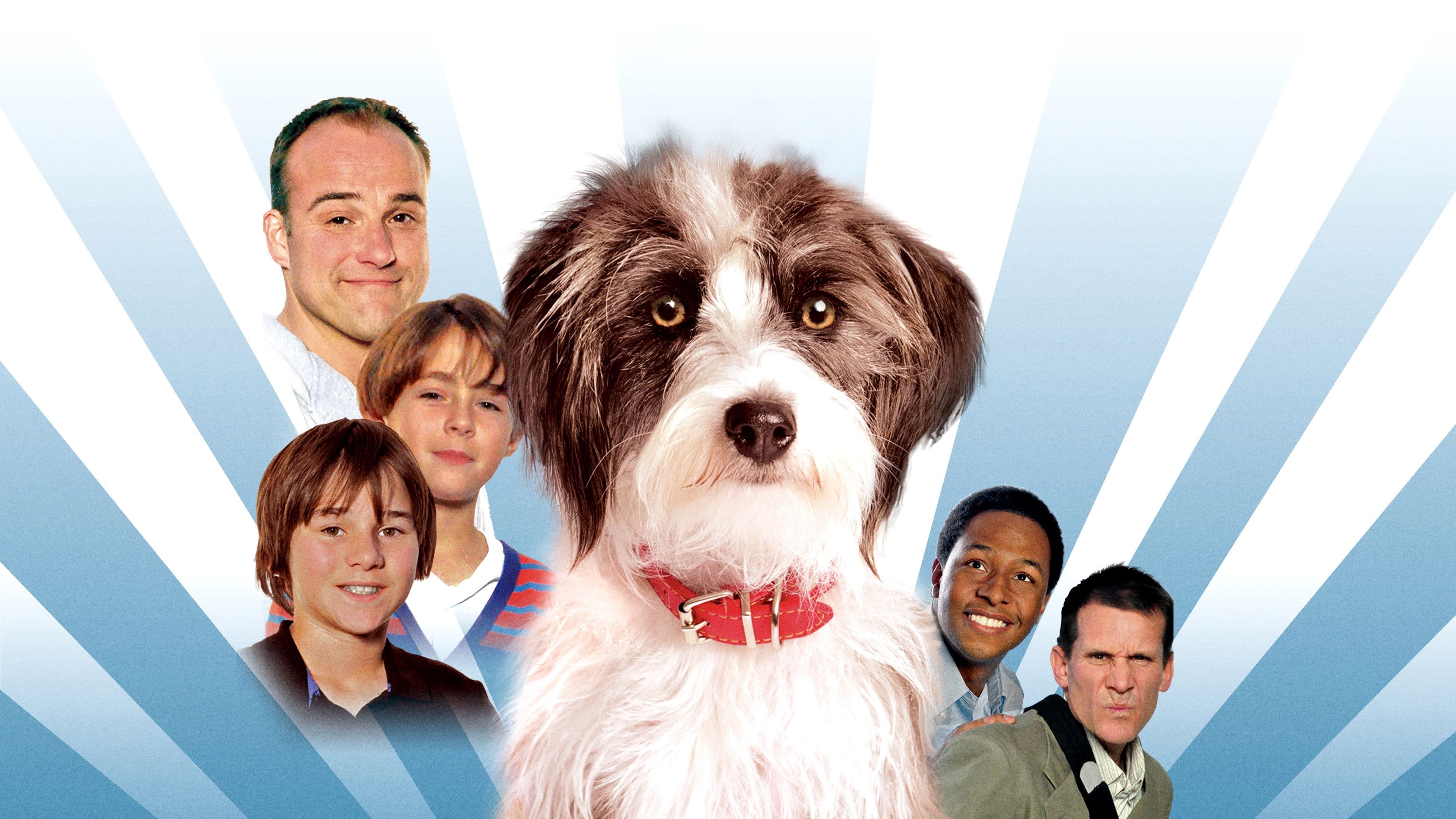 Poster backdrop for Sox: A Family's Best Friend