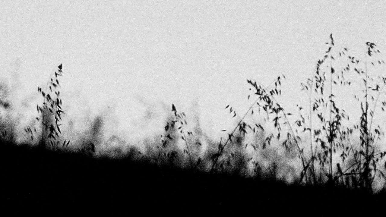 Poster backdrop for MIRTILLO - numerus I