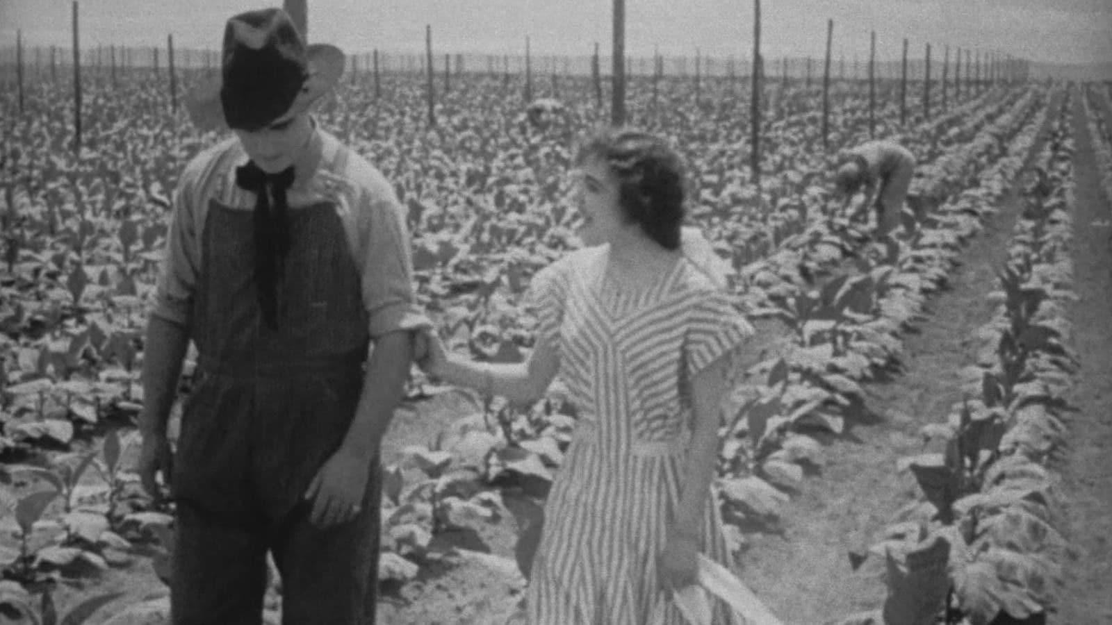 Poster backdrop for The Rose of Kentucky