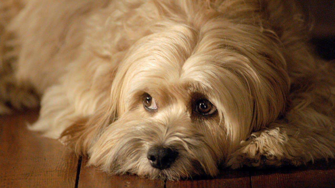 Poster backdrop for For the Love of Benji