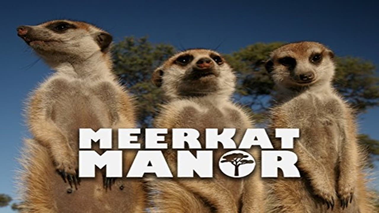 Poster backdrop for Meerkat Manor