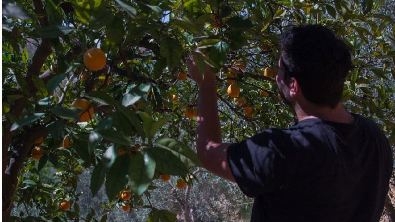 Poster backdrop for Oil On Canvas