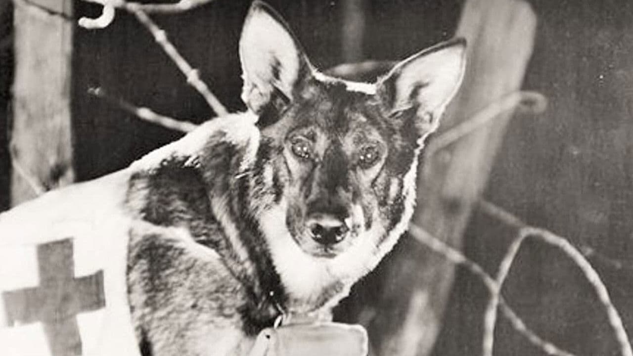 Poster backdrop for Find Your Man