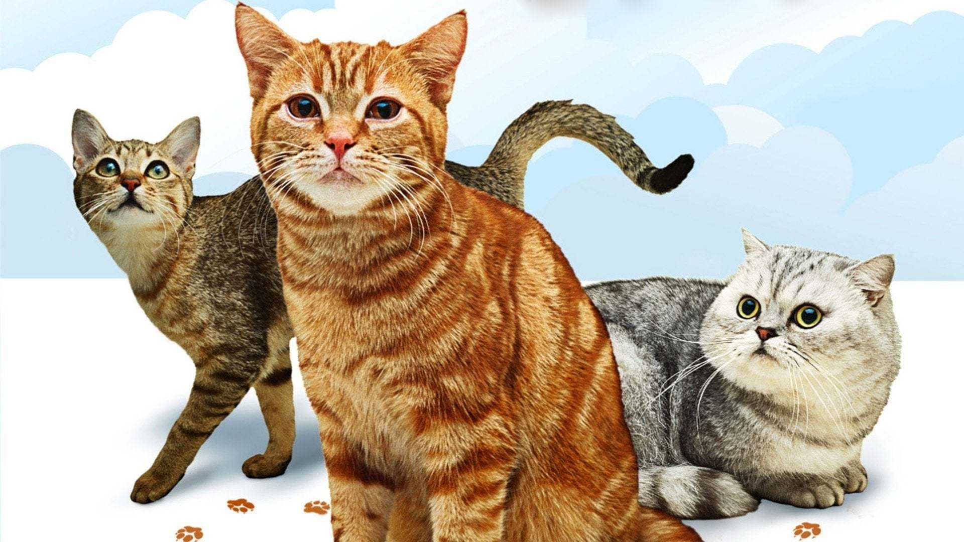 Poster backdrop for Cats 101