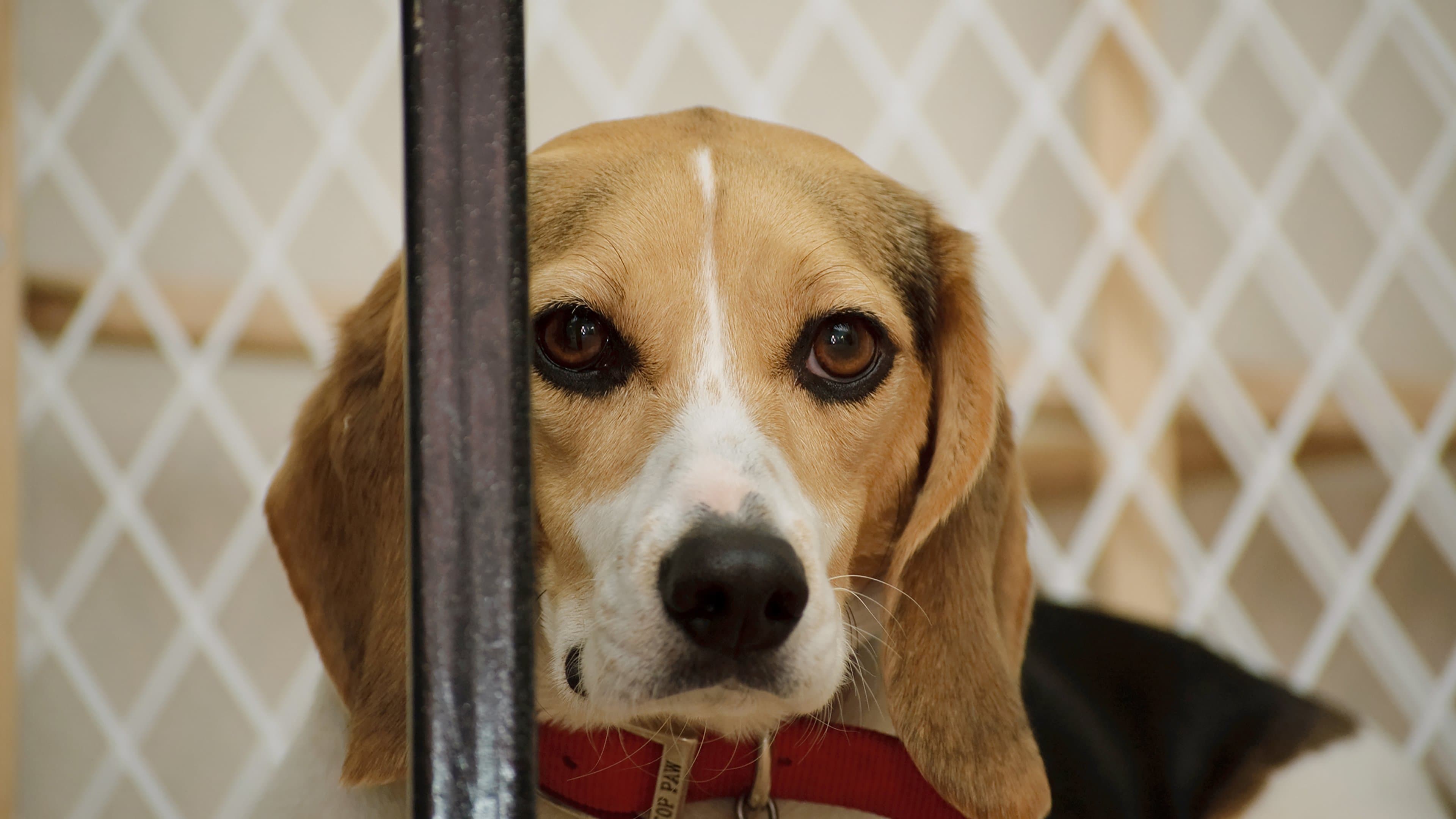 Poster backdrop for Undercover. Inside the Bunker