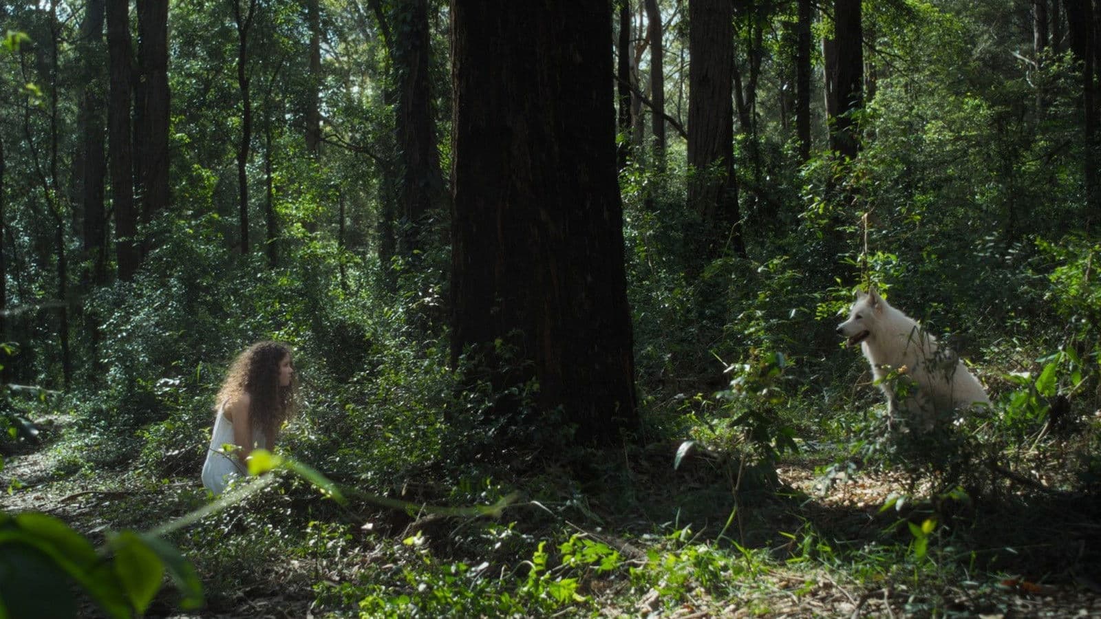 Poster backdrop for All Silent Dogs