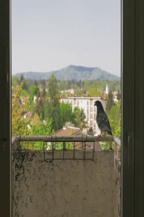 Poster backdrop for What Day Is It?