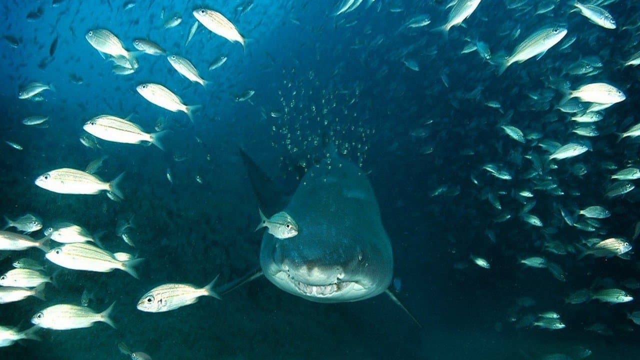 Poster backdrop for Deep Sea 3D