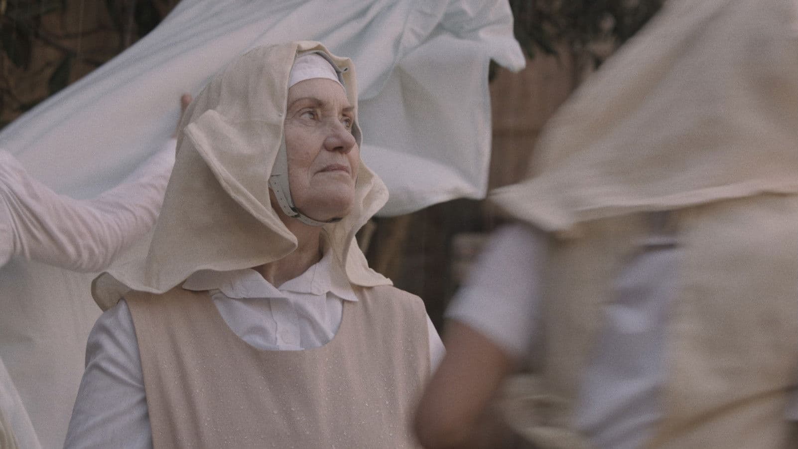 Poster backdrop for Daucus Carota