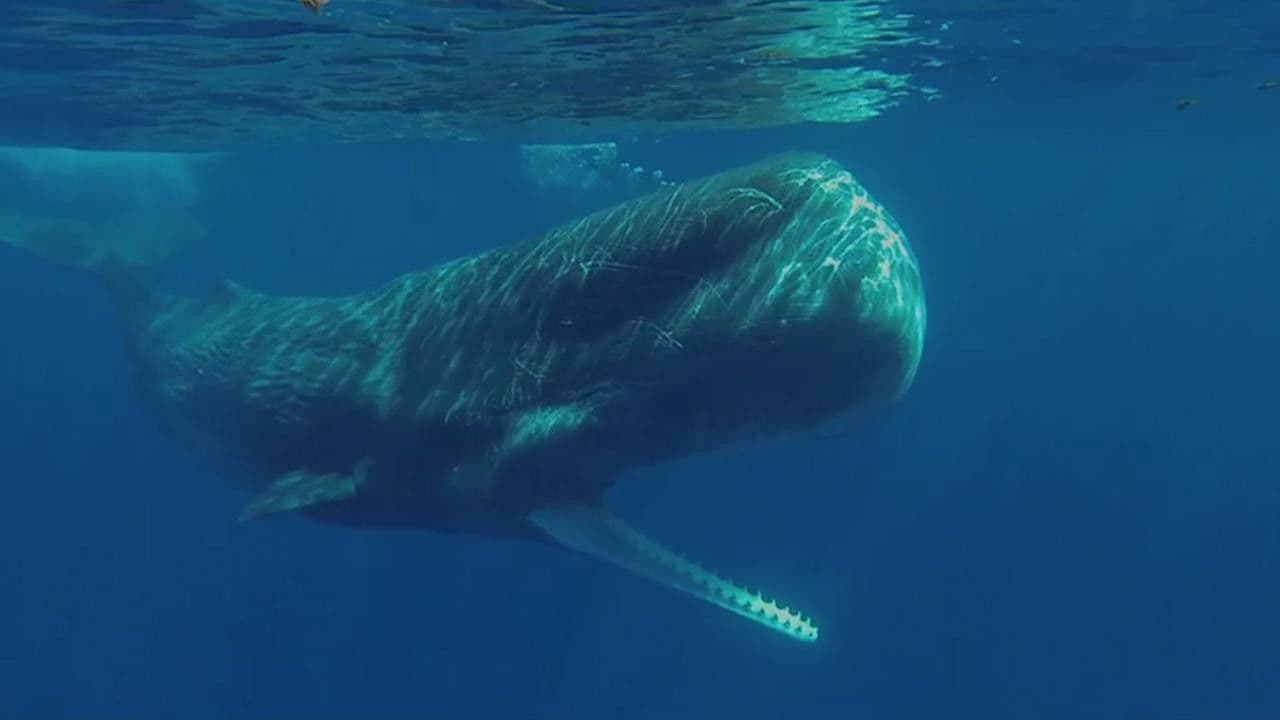 Poster backdrop for Le clan des cachalots