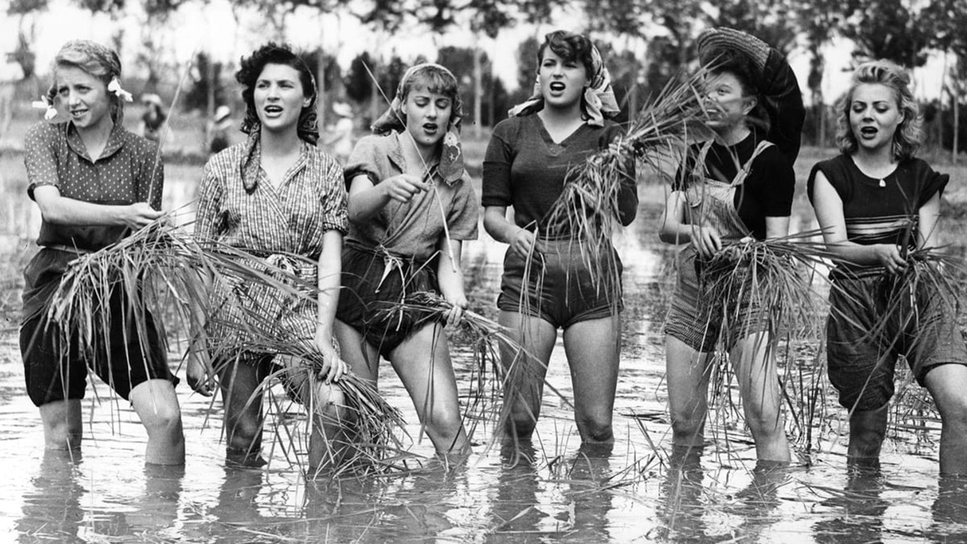 Poster backdrop for Bitter Rice