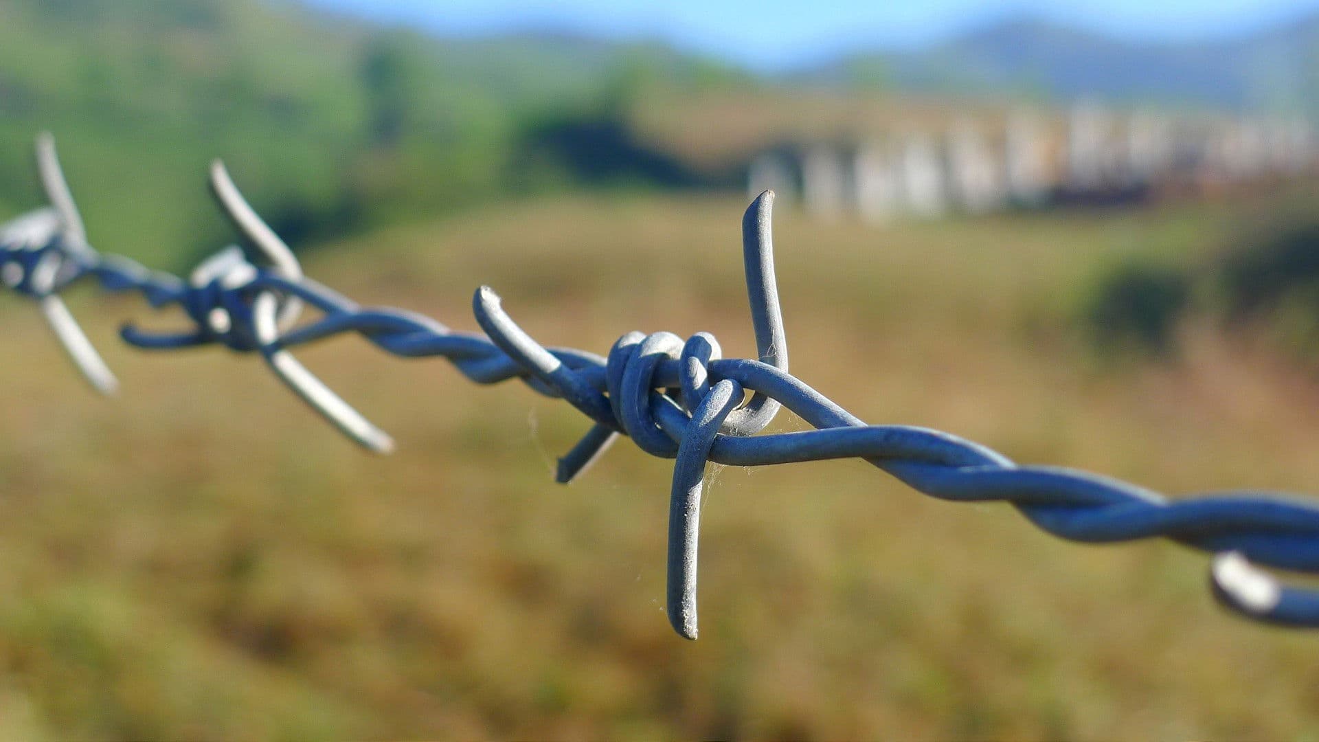 Poster backdrop for The Backyard