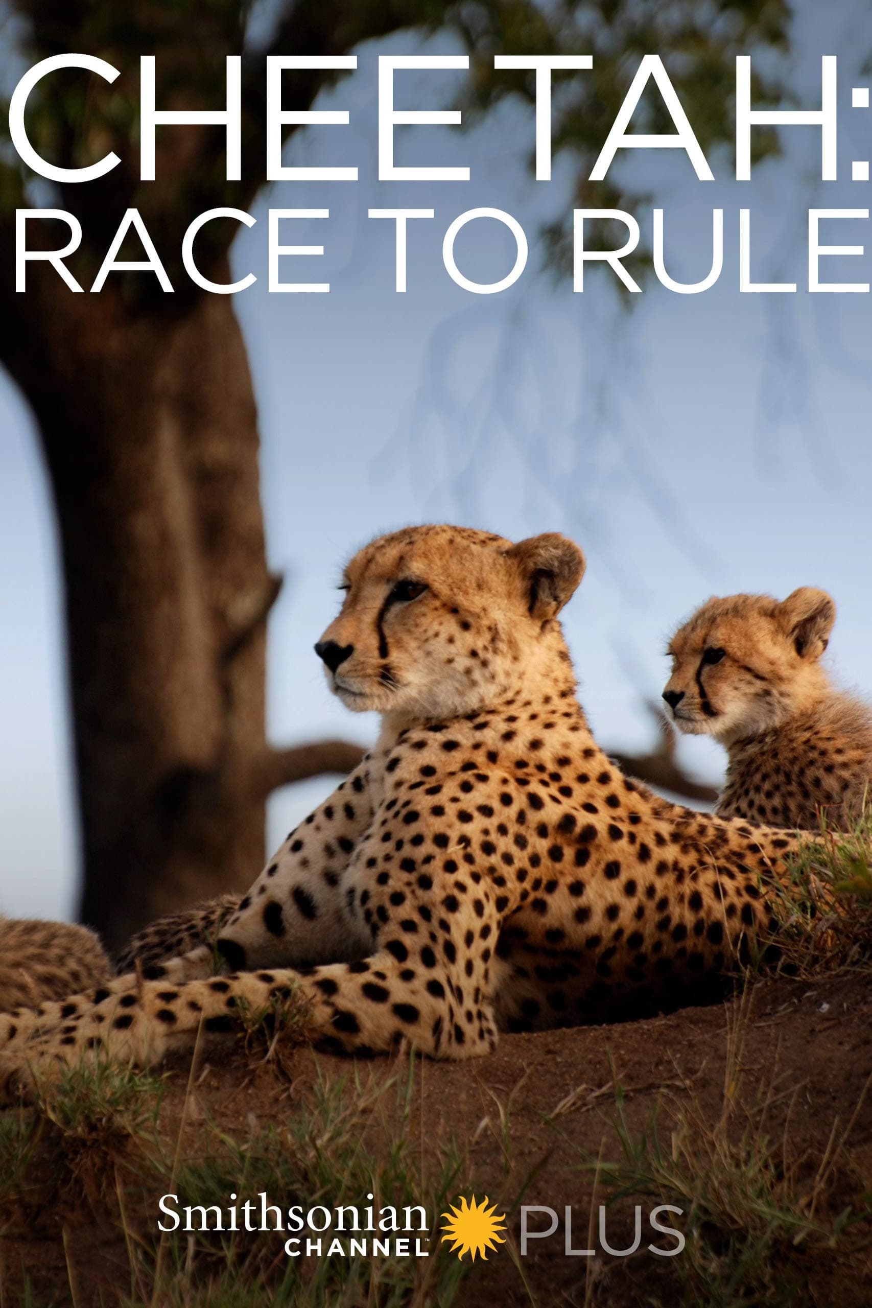 Poster backdrop for Cheetah: Race to Rule