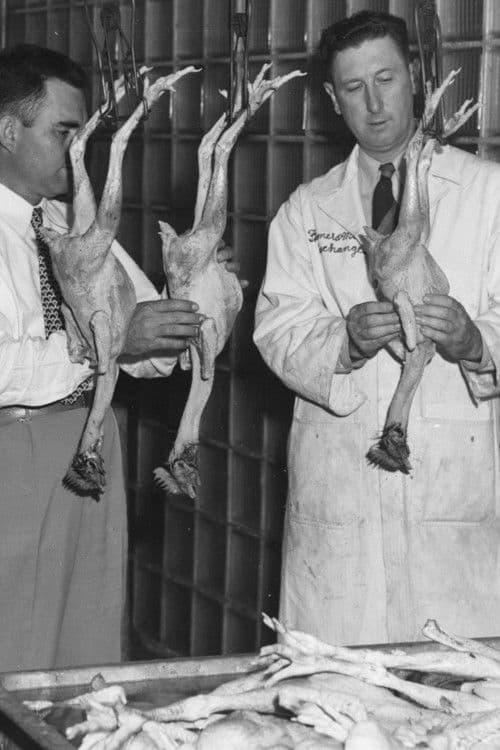 Poster backdrop for The Chicken of Tomorrow