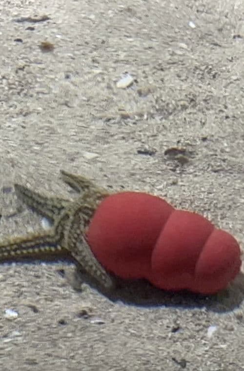 Poster for Atlantaquaria