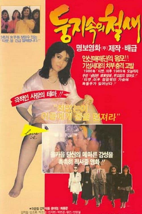 Poster for A Migrant Bird in a Nest