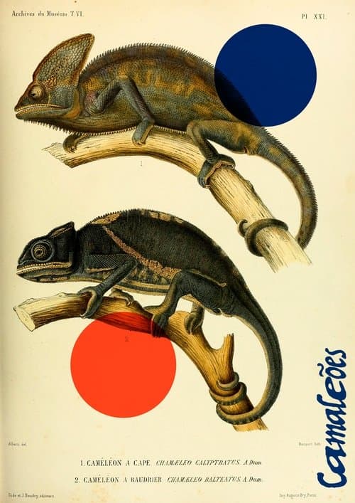 Poster for Chameleons