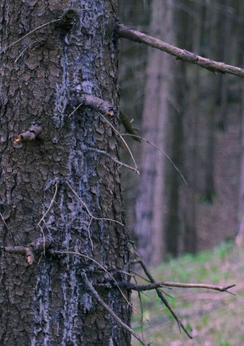 Poster for In The Woods