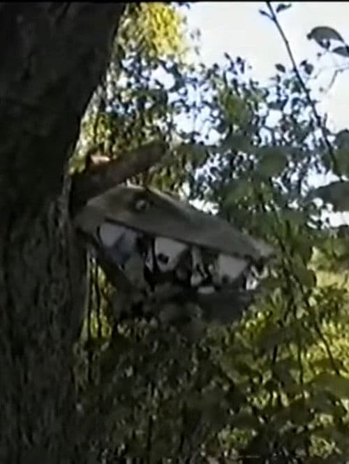 Poster for Goshzilla