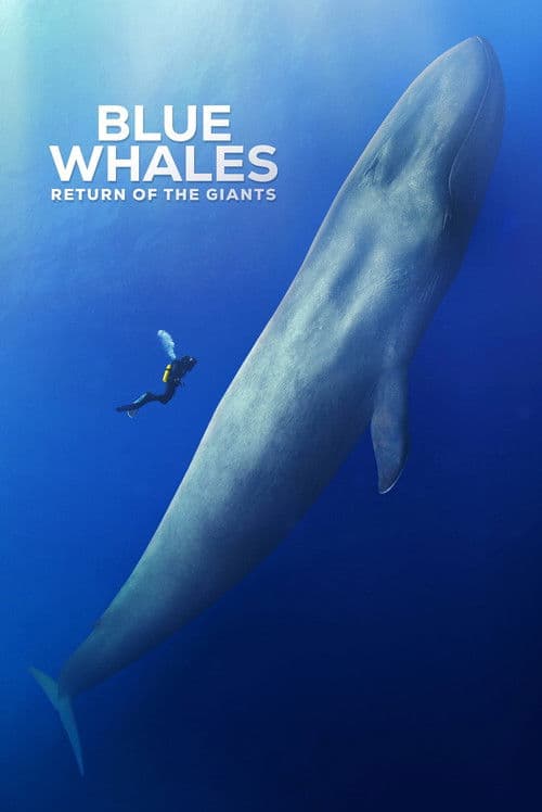 Similar title Blue Whales: Return of the Giants