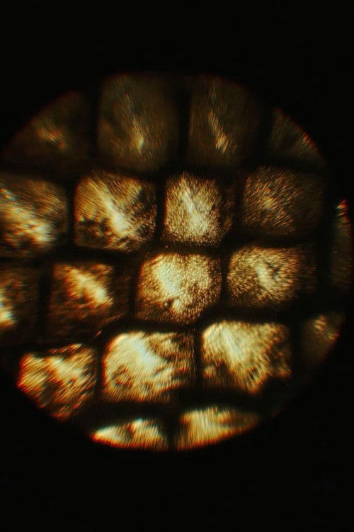 Poster for The Shedding