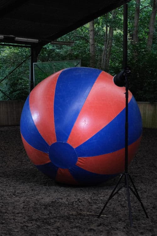 Poster for A horse is a horse of course of course