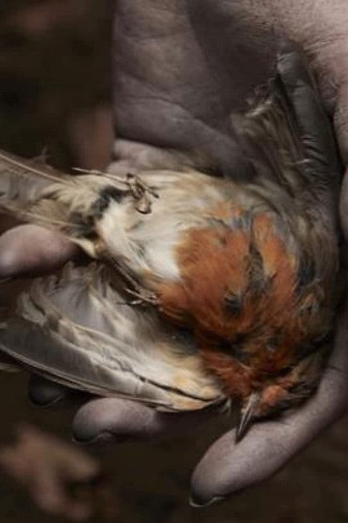 Poster for The Deathless Woman