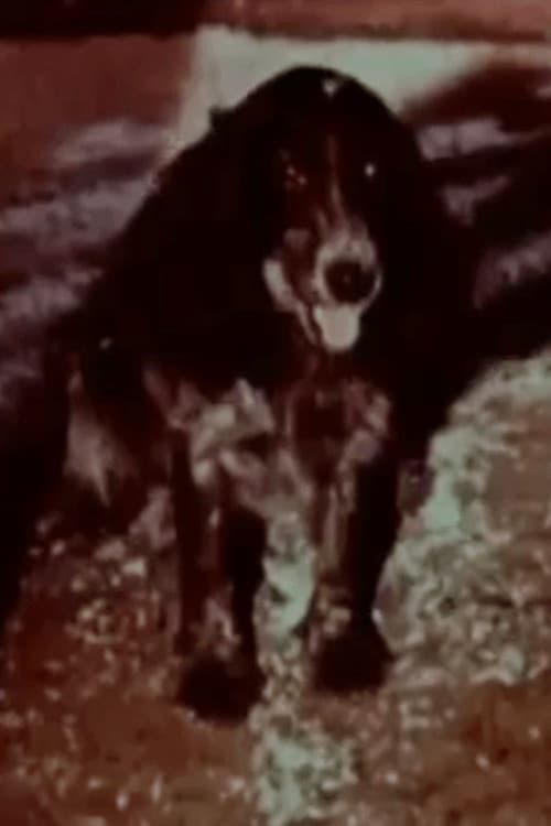 Poster for Happy Kuchkhi