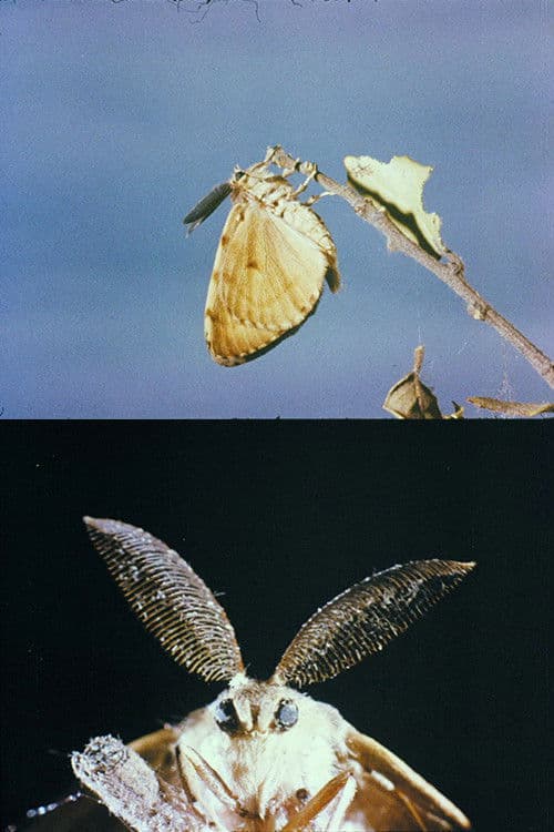 Poster for La lagarta