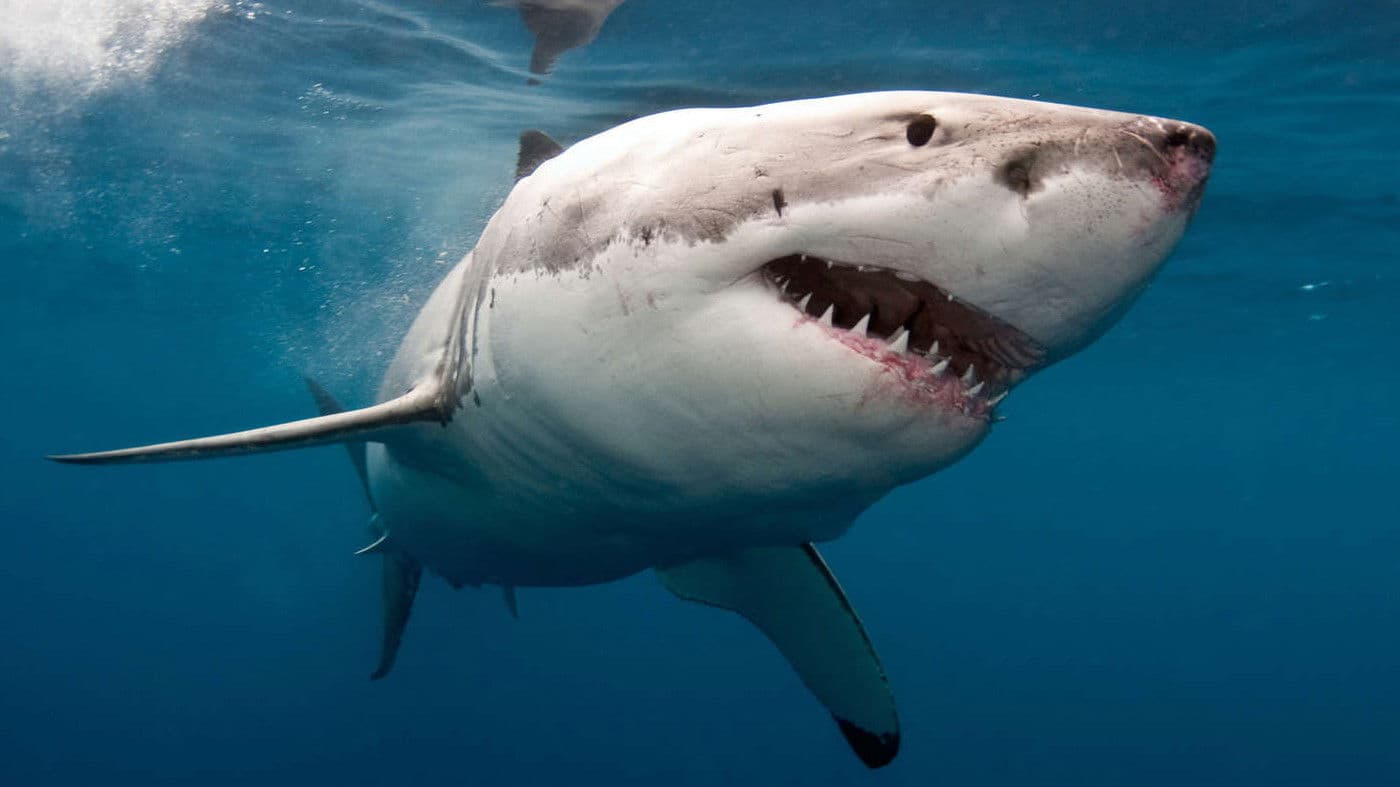 Poster backdrop for The Search for the Ocean's Super Predator