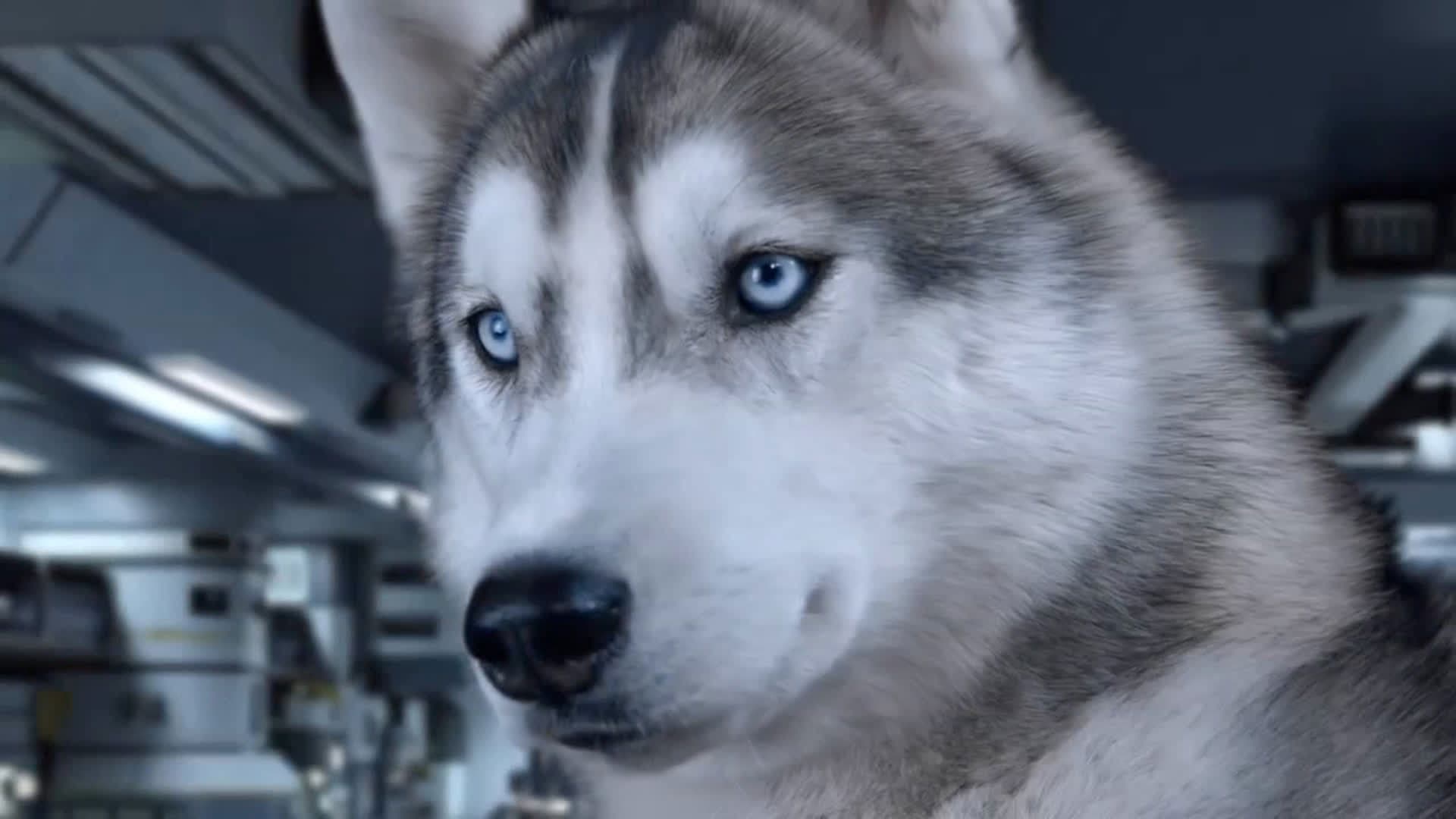 Poster backdrop for Star Paws