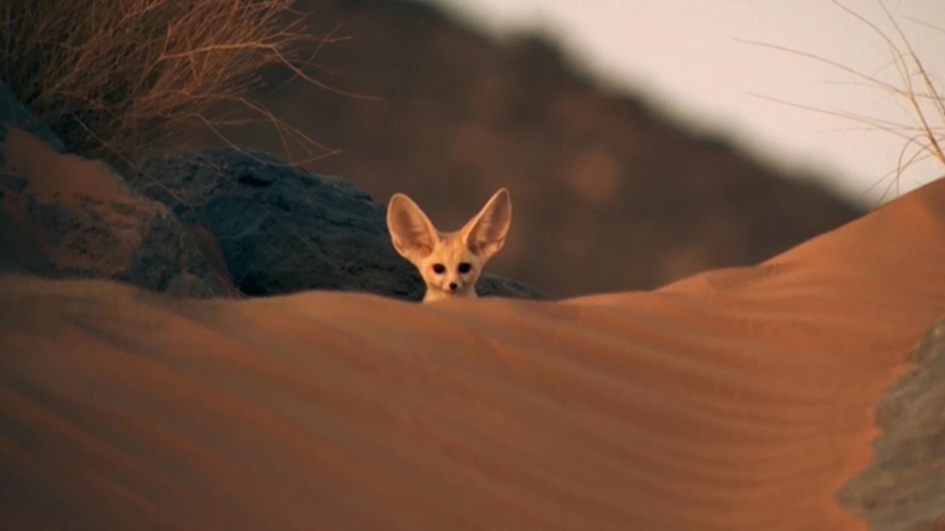 Poster backdrop for Super Cute Animals