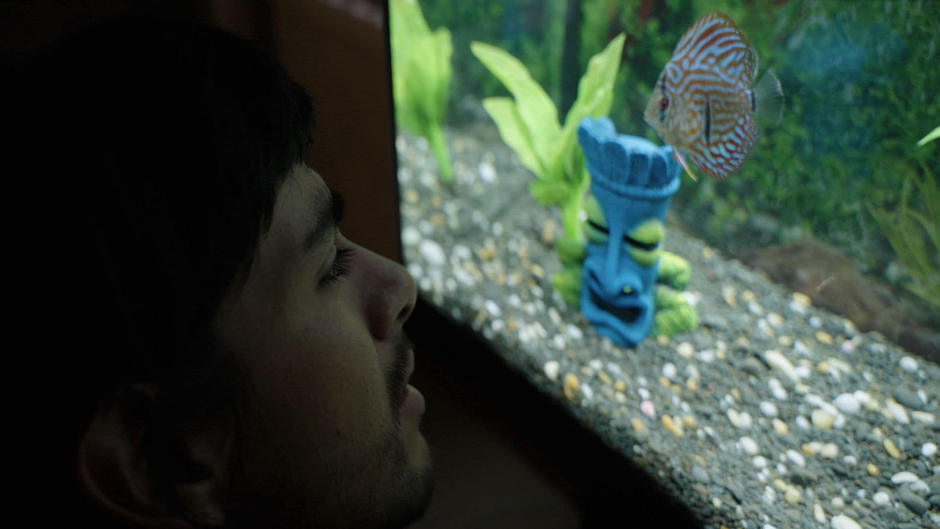 Poster backdrop for Notes from a Fish