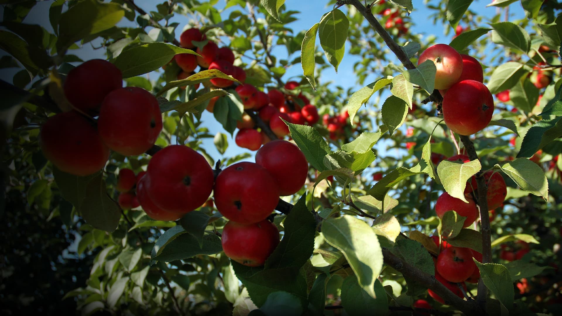 Poster backdrop for The Botany of Desire