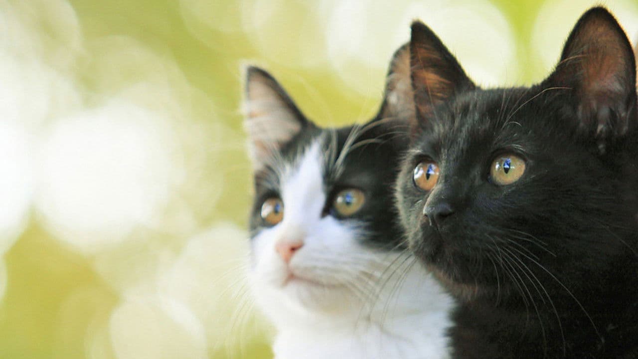 Poster backdrop for Cats Don't Come When You Call