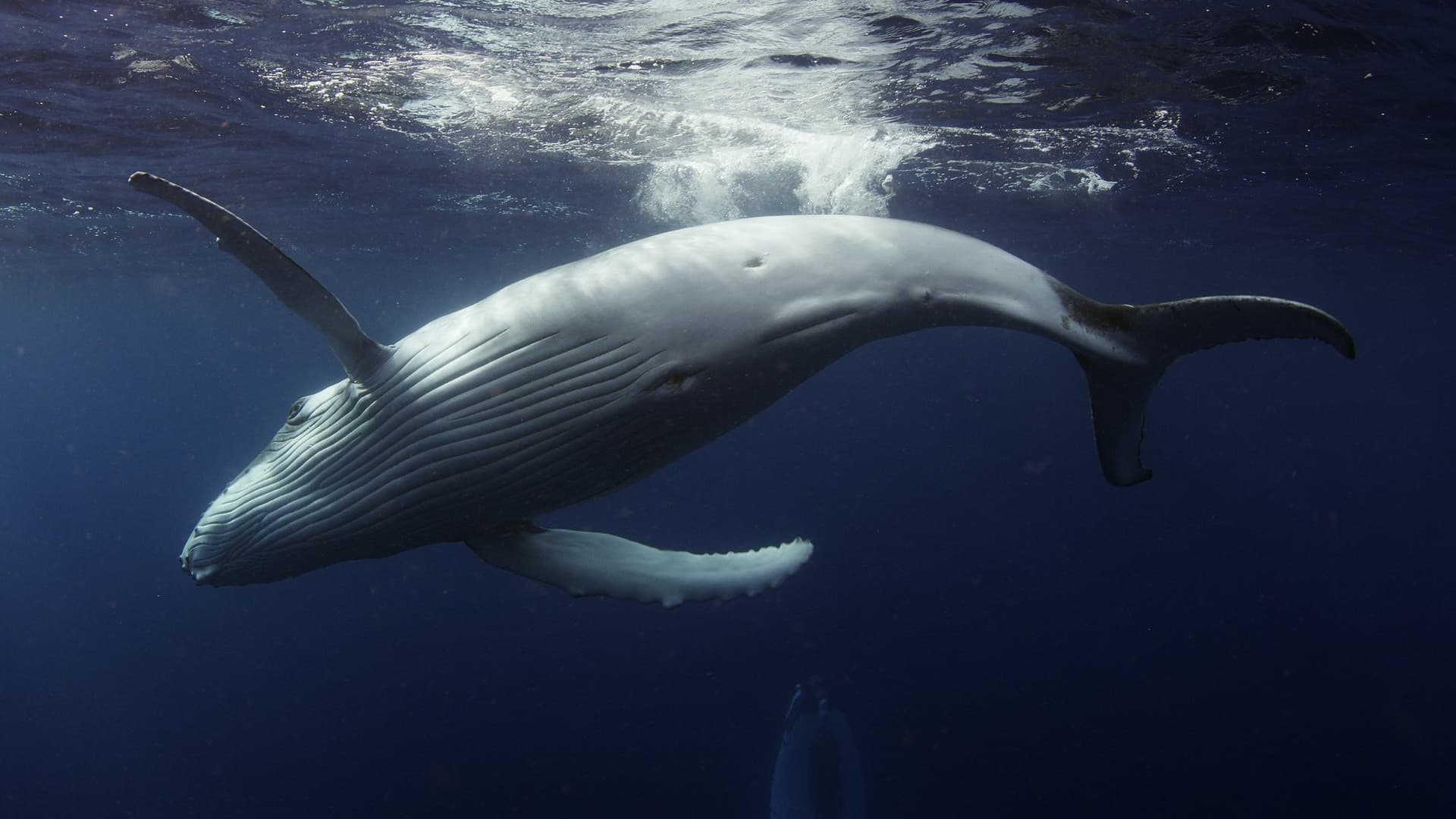 Poster backdrop for Ocean Odyssey