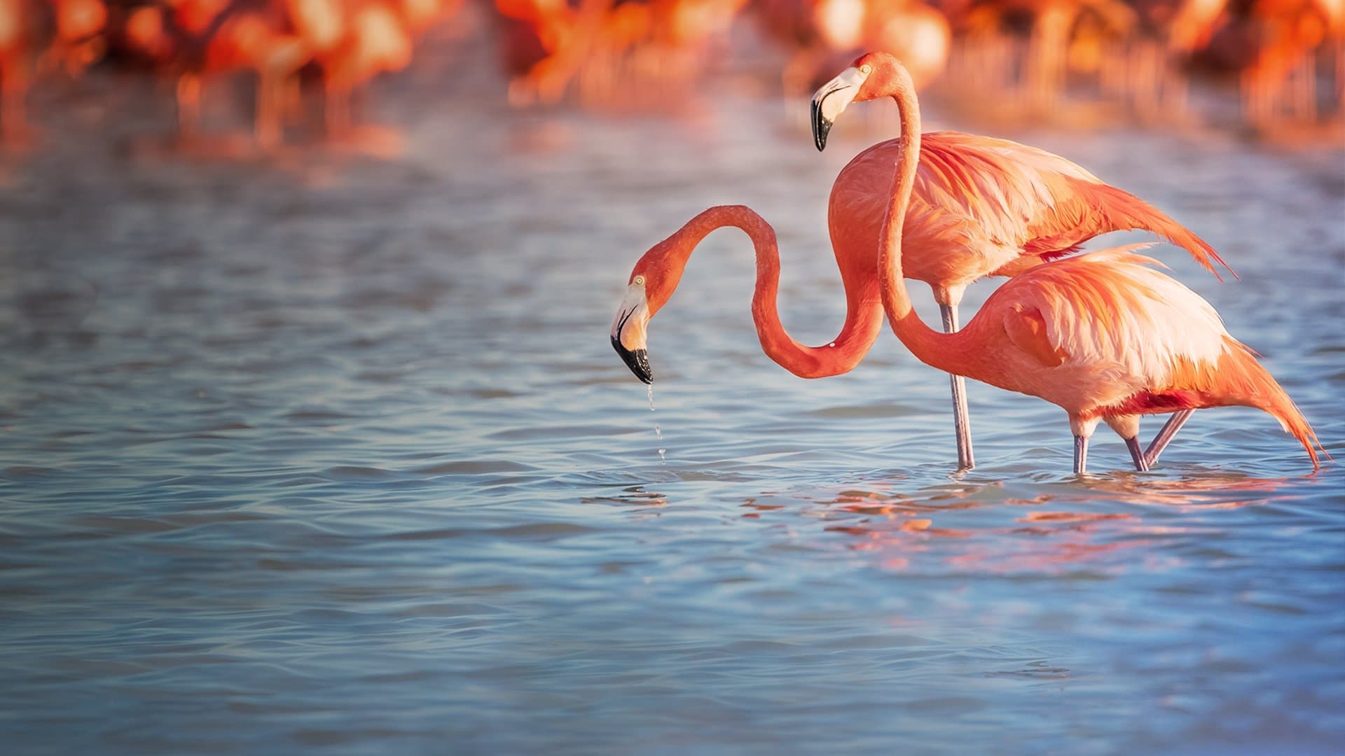 Poster backdrop for Planet of the Birds