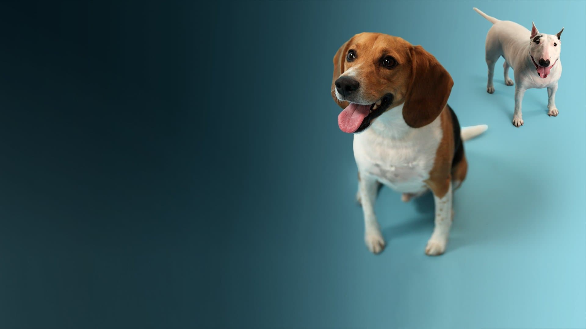 Poster backdrop for How Dogs Got Their Shapes