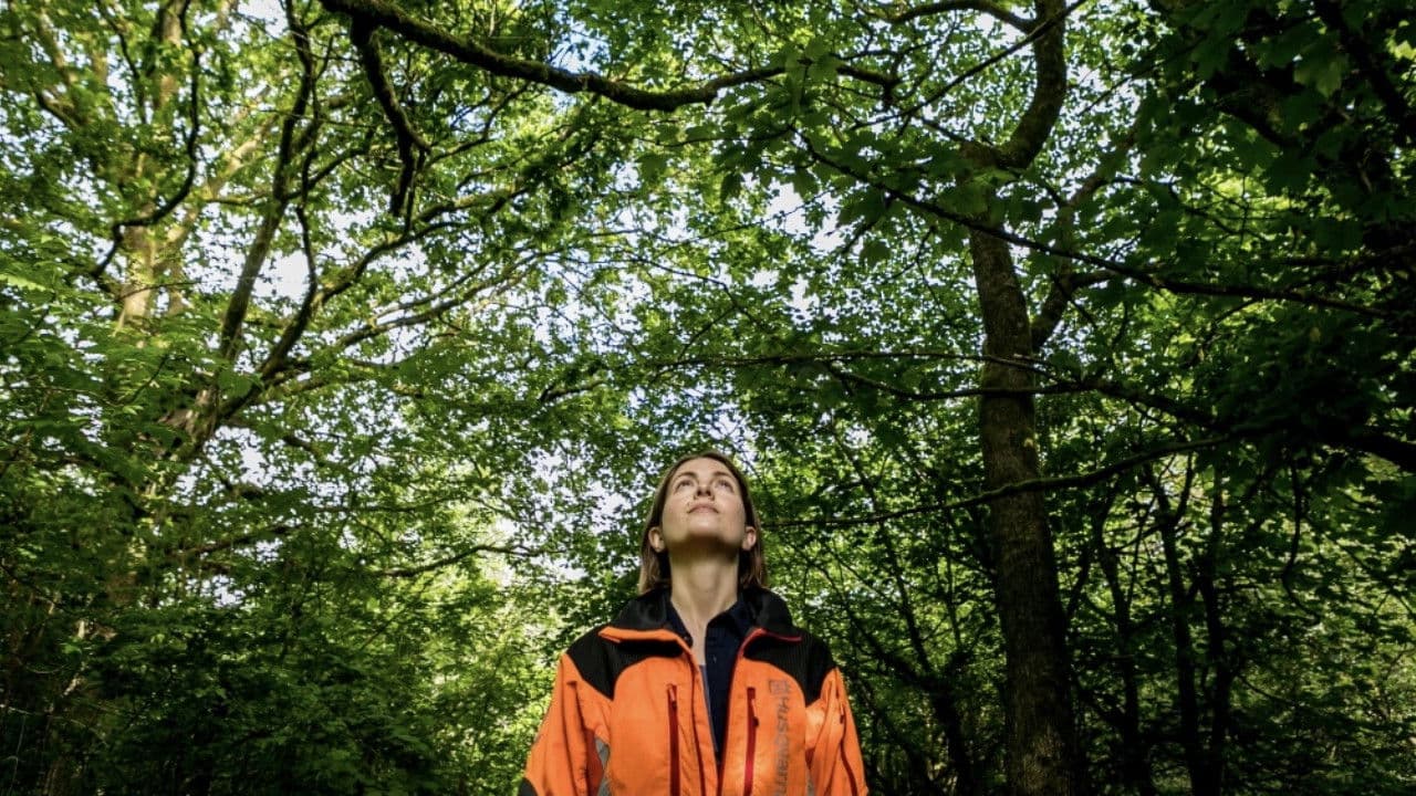 Poster backdrop for The Arborist