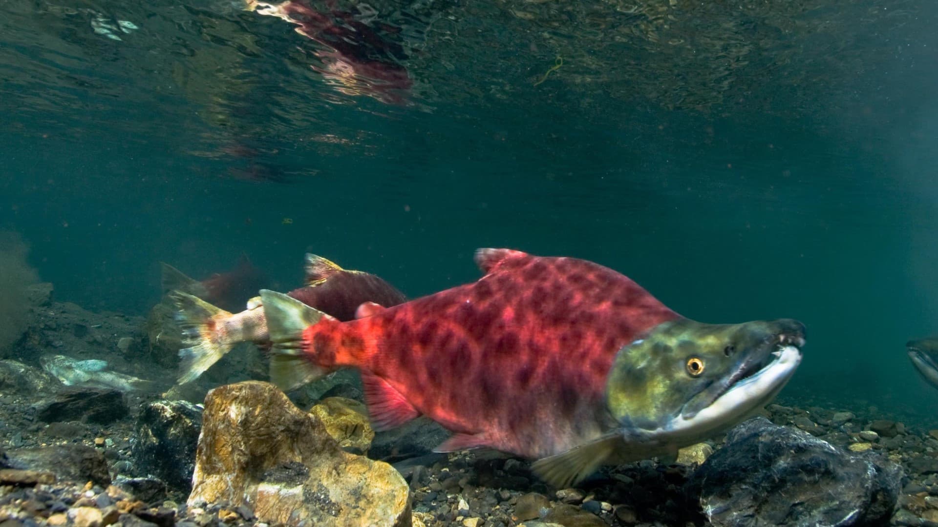 Poster backdrop for Sockeye Salmon. Red Fish