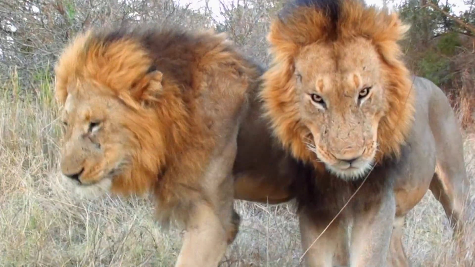 Poster backdrop for Cecil: The Legacy of a King