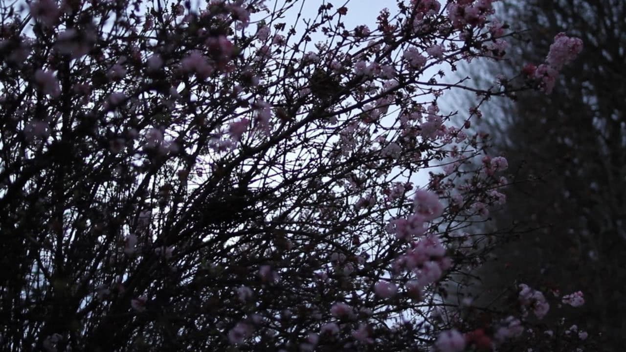 Poster backdrop for It May Be That Beauty Has Strengthened Our Resolve - Masao Adachi