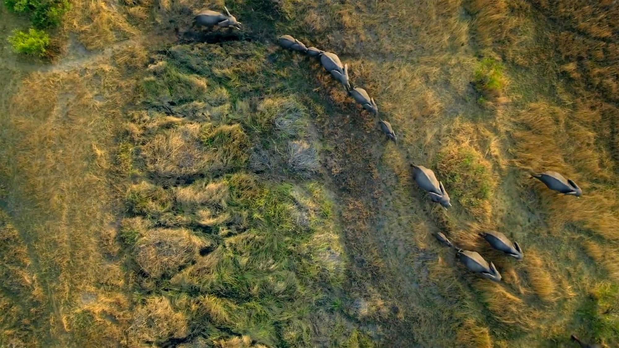 Poster backdrop for Migrations: Herds on the Move