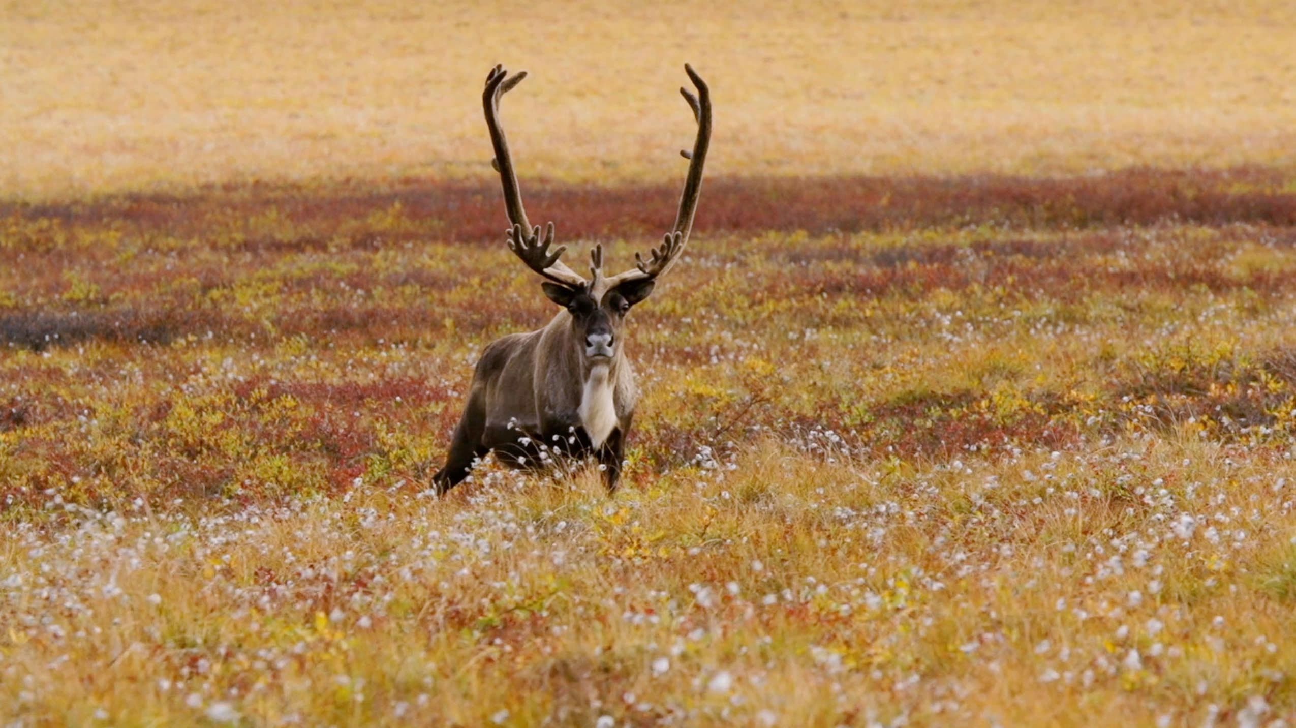 Poster backdrop for Ultimate Zoo