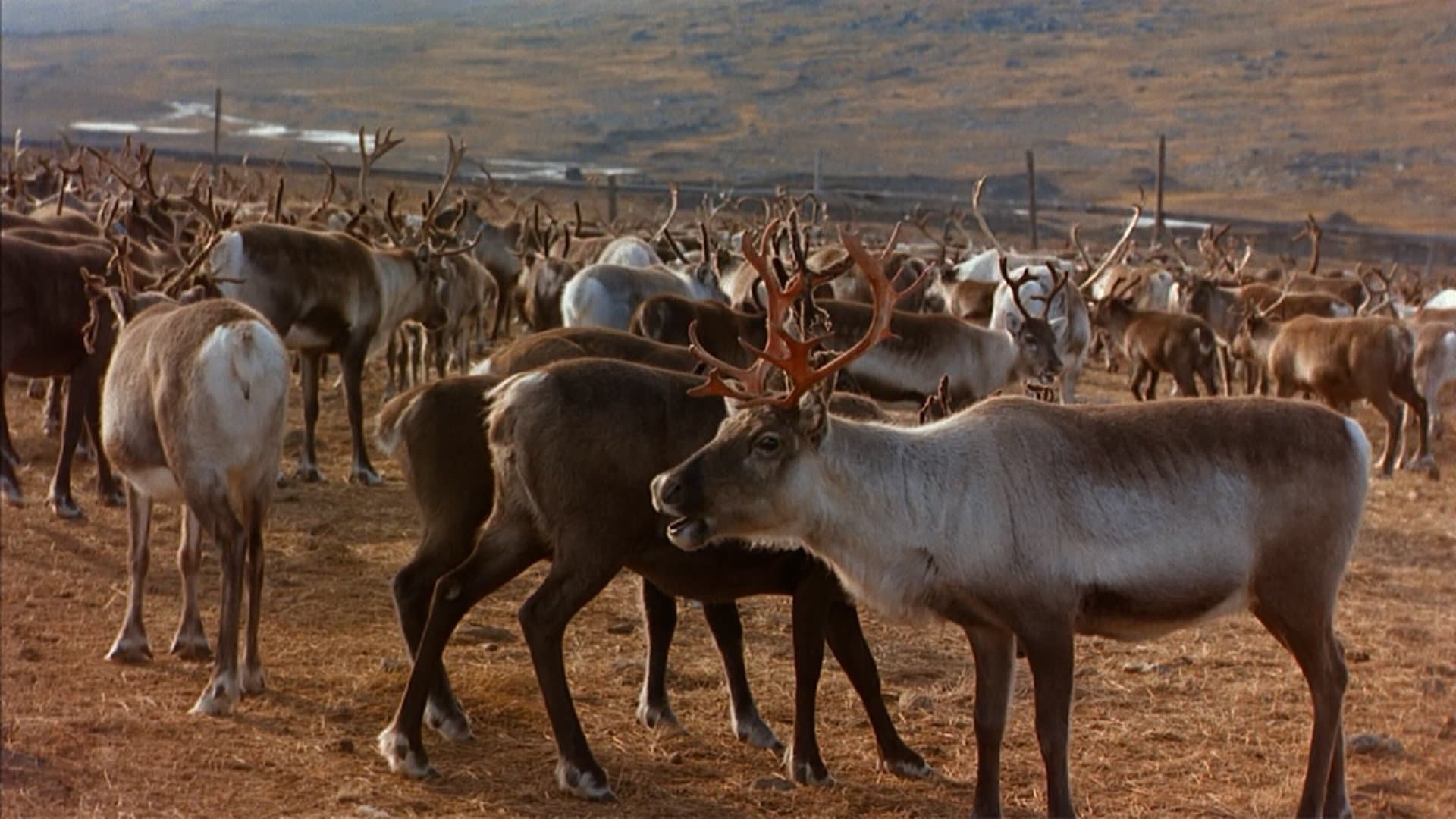 Poster backdrop for Great North